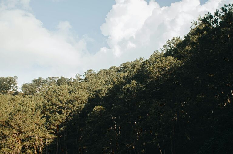 Pine forest on a hillside in Da Lat